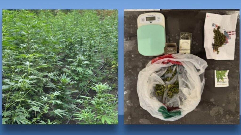 „უკანონოდ დათესეს და მოიყვანეს 1337 ძირი კანაფი“ - პროკურატურის ინფორმაციით, დააკავეს 5 პირი