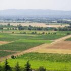 2026 წელს სახელმწიფო მიწის სპორადულ რეგისტრაციას განახორციელებს - „ოცნების“ პარლამენტმა კანონპროექტს I მოსმენით დაუჭირა მხარი