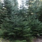 ახალი წლის მოახლოებასთან დაკავშირებით ნაძვის მოჭრაზე კონტროლი მკაცრდება