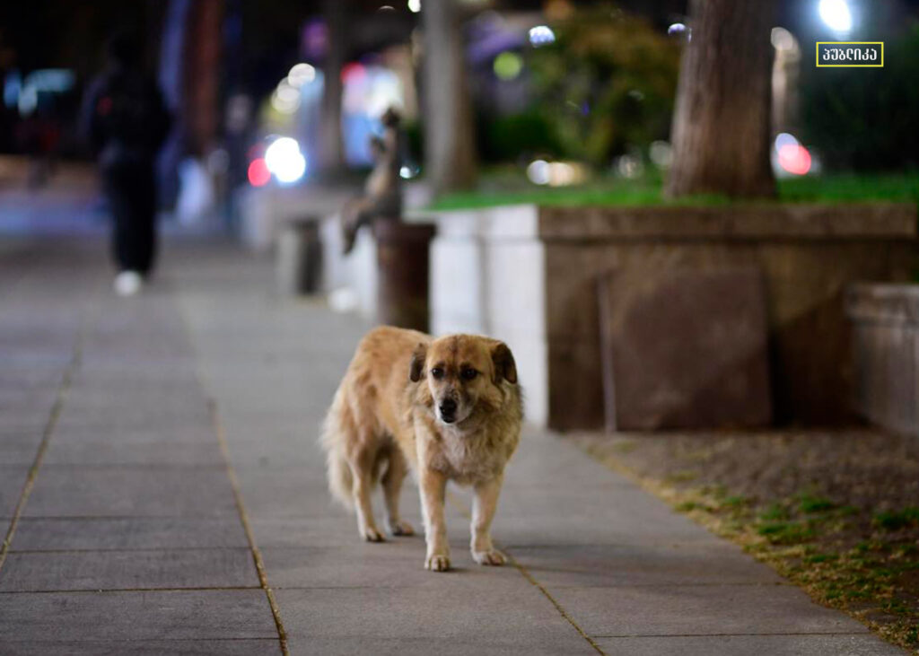 სეს: ცხოველები დაბრუნდებიან იმავე ტერიტორიაზე, საიდანაც აიყვანეს — გამონაკლისებით