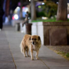 სეს: ცხოველები დაბრუნდებიან იმავე ტერიტორიაზე, საიდანაც აიყვანეს — გამონაკლისებით